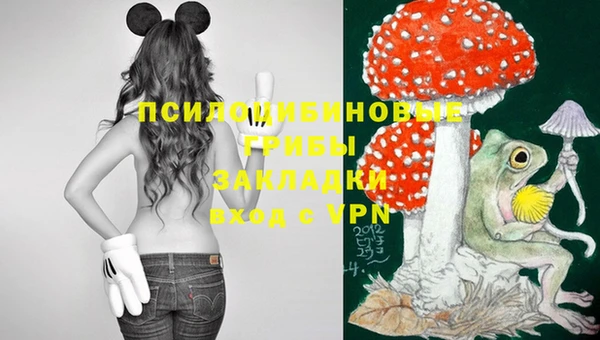 прущие грибы Аркадак